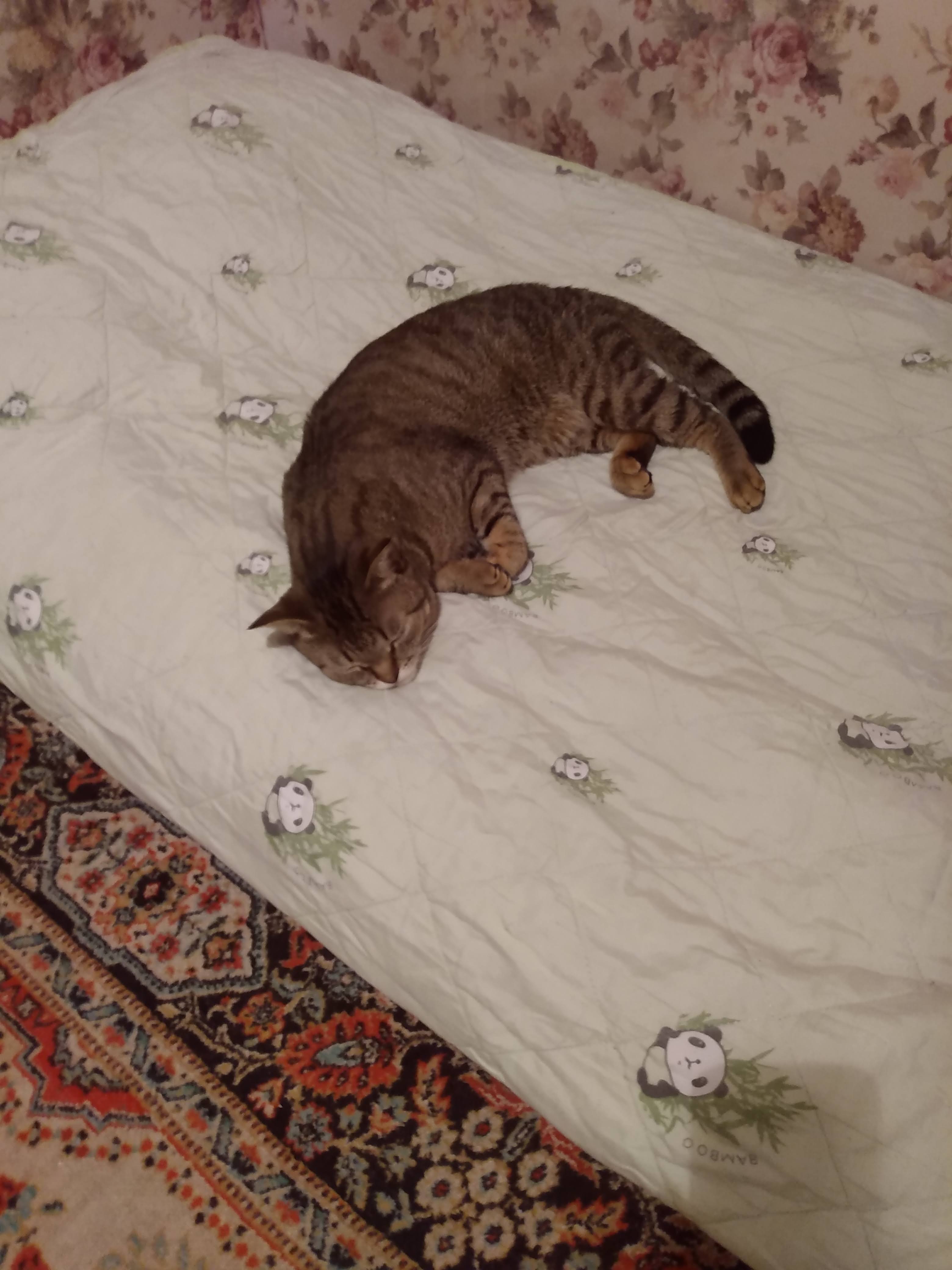 Мой котяра — v2