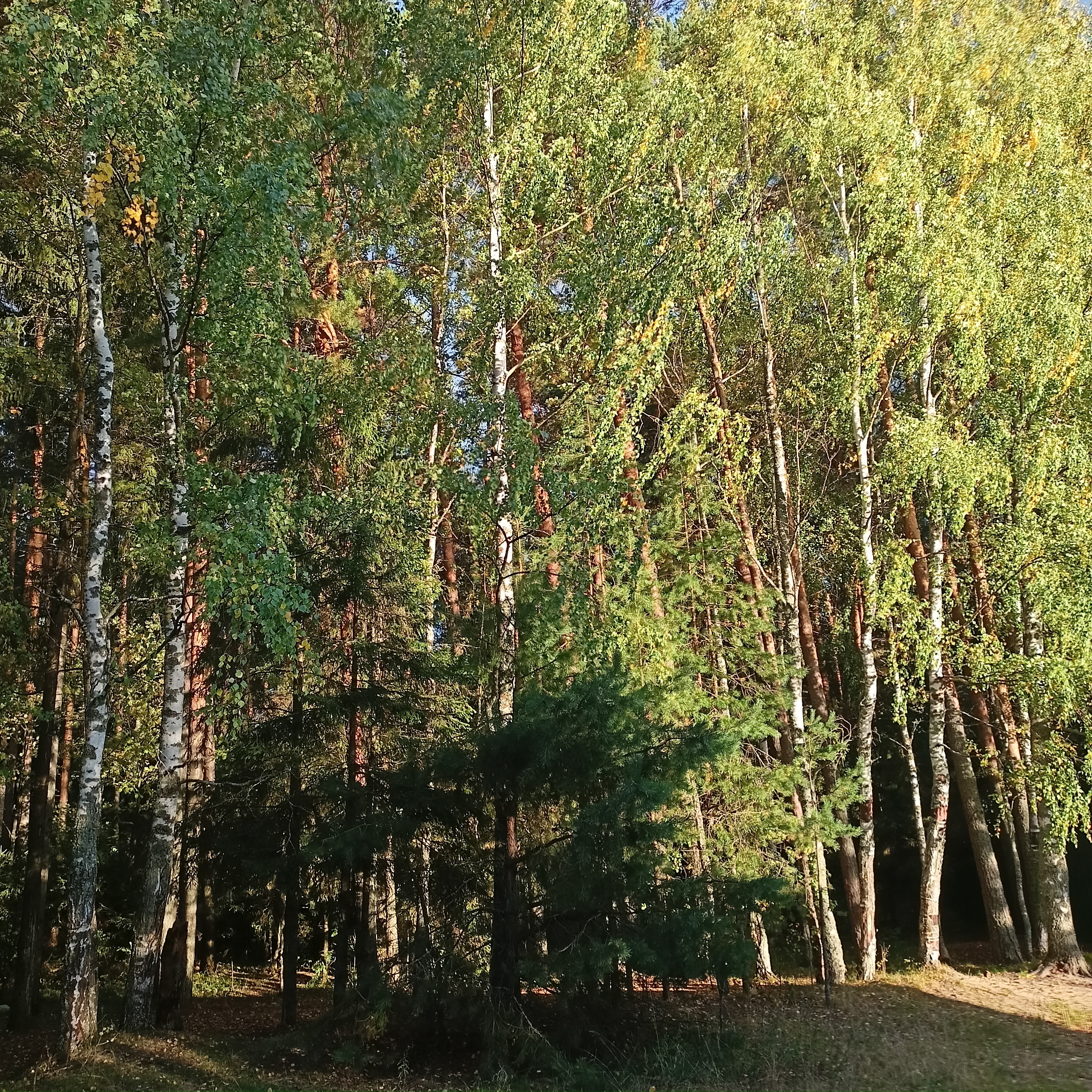 Осенний лес